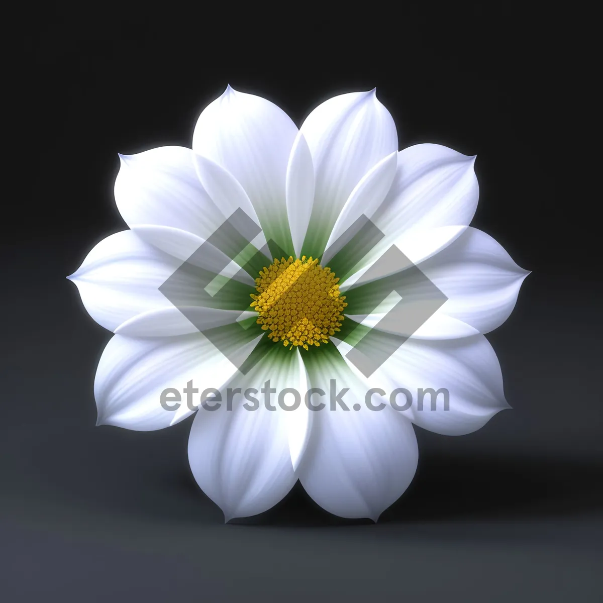 Picture of White Daisy Blossom in Blooming Meadow