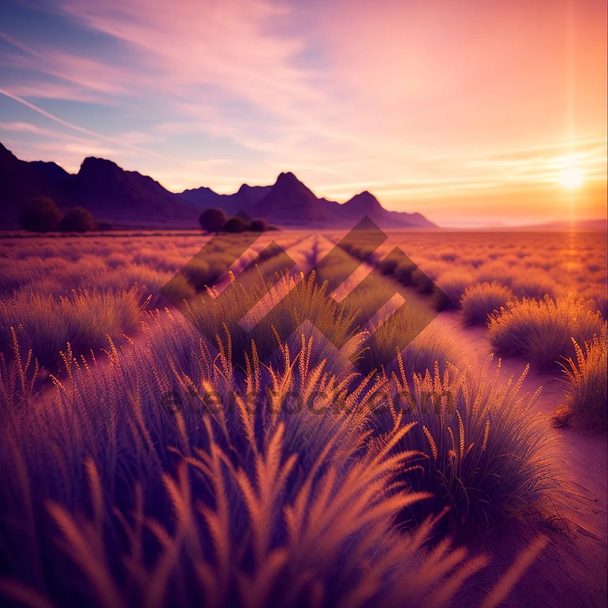 Picture of Golden Horizon: Serene Sunset Over Desert Landscape