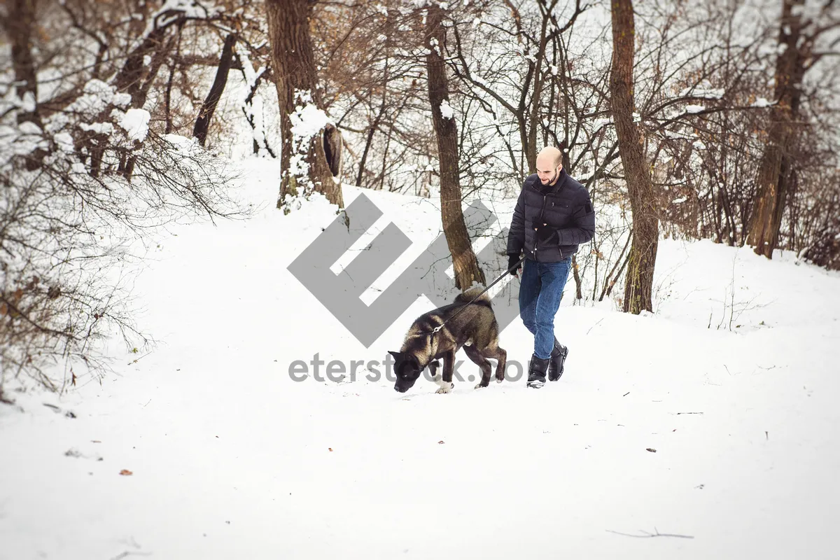 Picture of Winter wonderland with greater swiss mountain dog in forest.