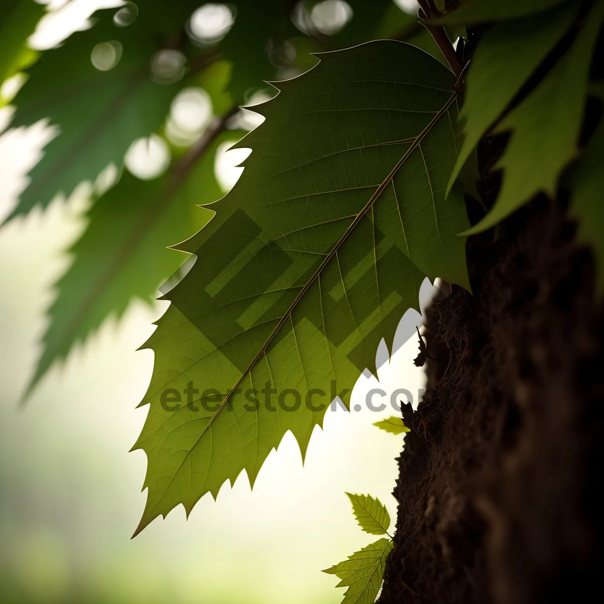 Picture of Sunlit Maple Tree in Lush Forest