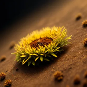 Prickly Sea Urchin Cactus Flower Bud