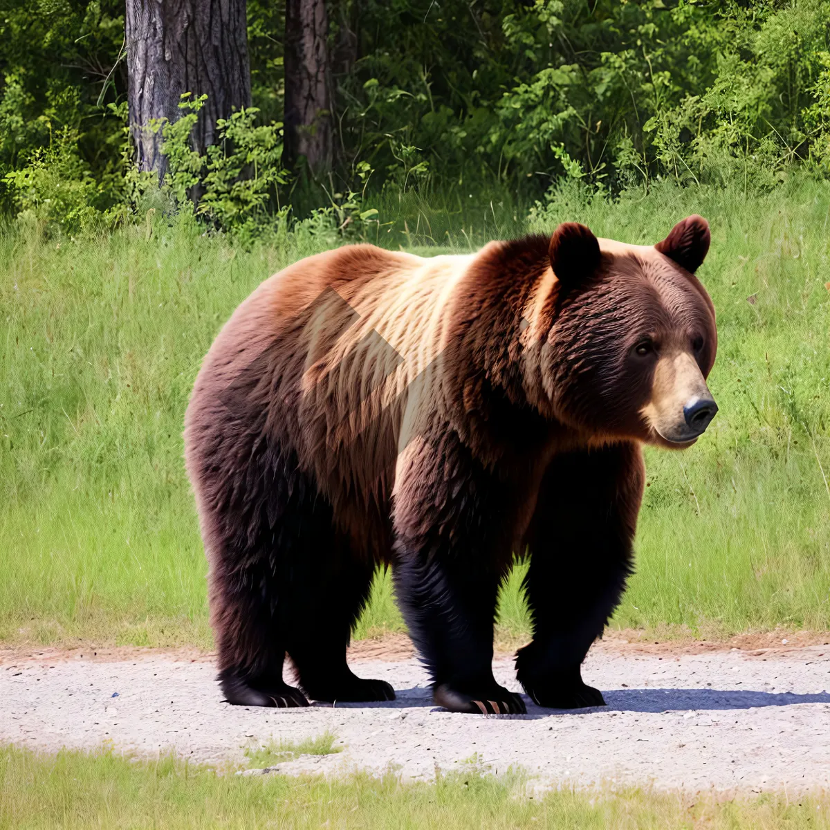 Picture of Endangered Brown Bear on Safari: Wild Mammal in Fur.