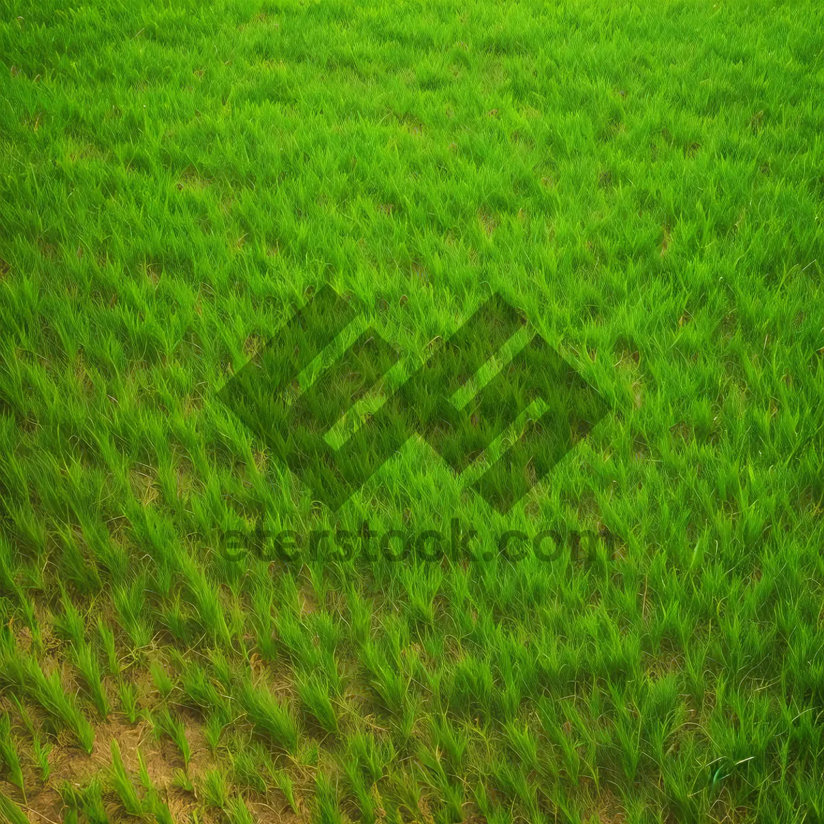 Picture of Vibrant Rice Field Under Sunny Sky