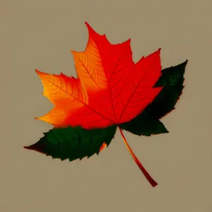 Golden Maple Leaves in Autumn Forest