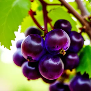 Refreshing Purple Grape Cluster - Bursting with Juicy Sweetness