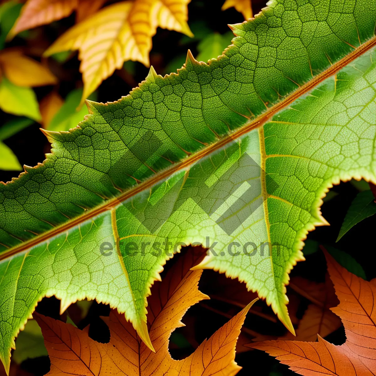 Picture of Vibrant Autumn Foliage in a Colorful Park