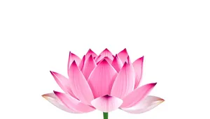 Colorful Lotus Icon Design - Pink Flower Art Symbol