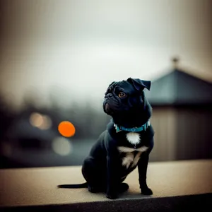 Adorable black pug puppy in harness