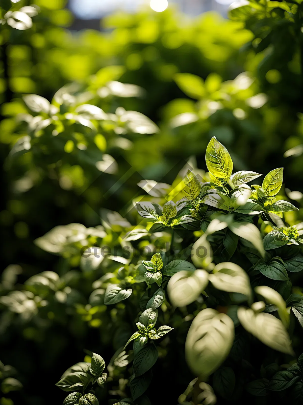 Picture of Fresh Spring Fruit on Branch in Orchard