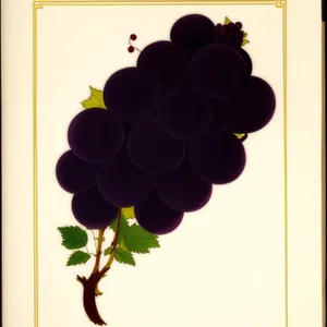 Fresh Harvest: Juicy Purple Grapes from Vineyard