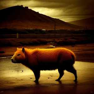 Rustic Livestock Grazing in Meadow