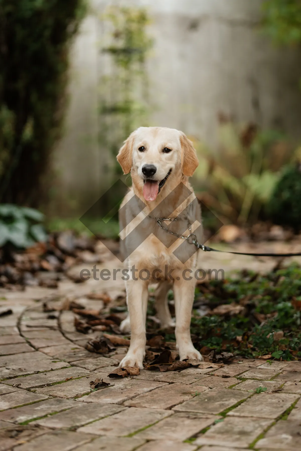 Picture of adorable golden retriever puppy [Short Name]