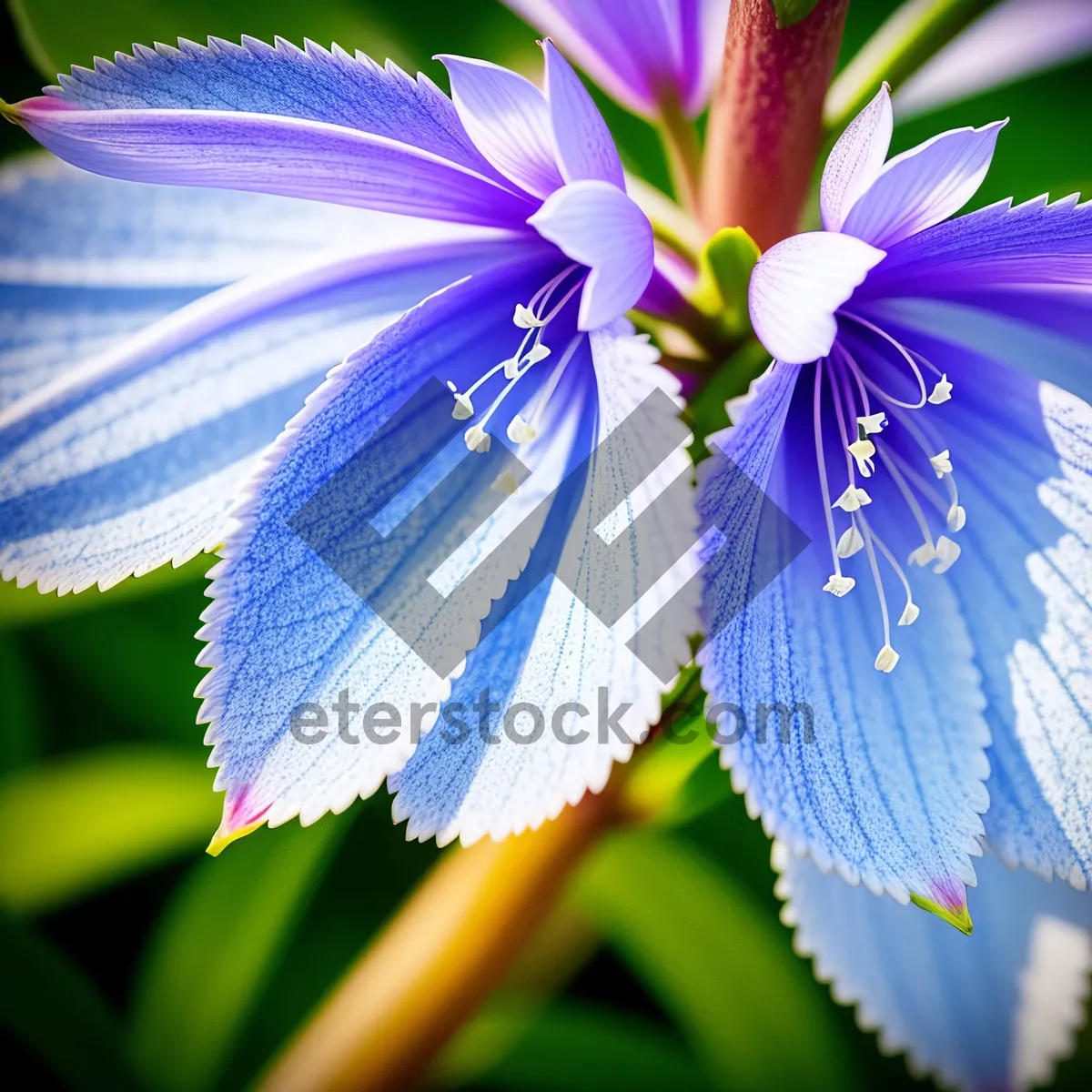 Picture of Colorful Flax Blossom in Vibrant Garden
