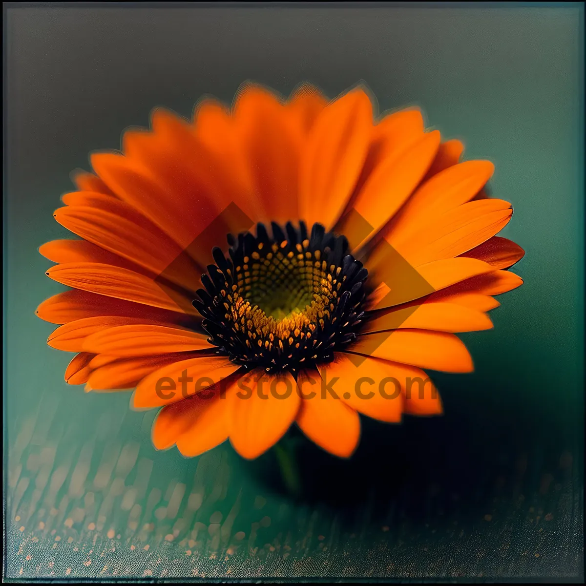 Picture of Vibrant Sunflower Blooming in Summer Garden