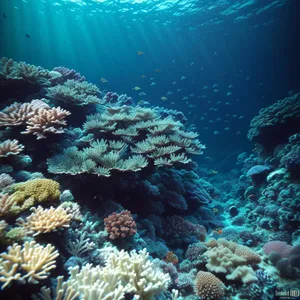 Colorful Coral Reef Life in Deep Ocean