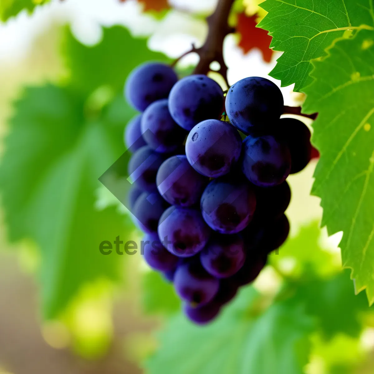 Picture of Autumn Harvest: Juicy Purple Grapes on Vine