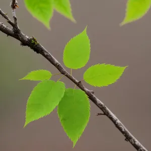 Lush Summer Elm Branch with Vibrant Foliage