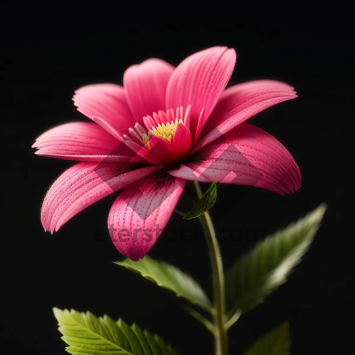 Picture of Bright pink summer floral garden daisies bloom.