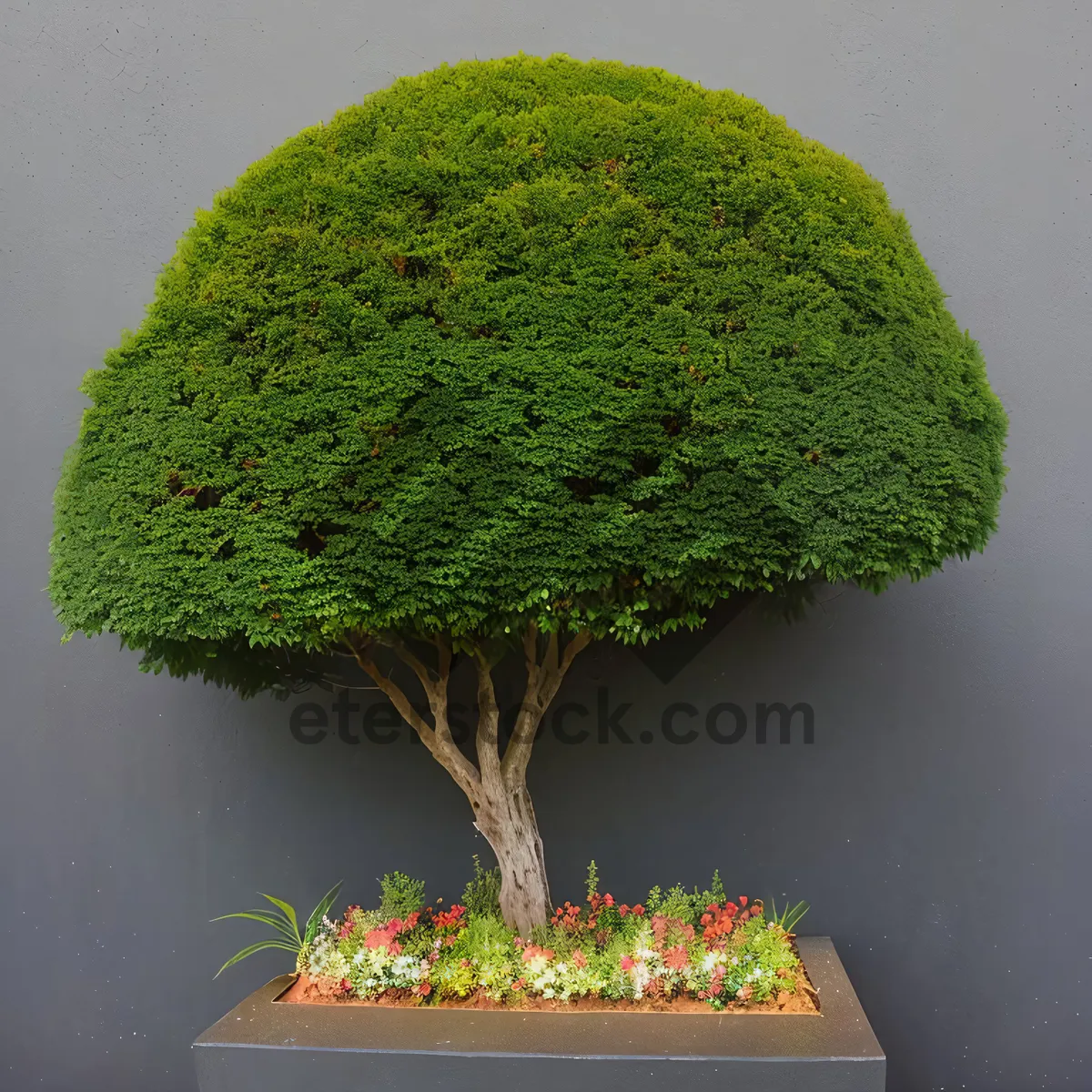 Picture of Fresh Organic Broccoli Bonsai - Healthy Plant-Based Food