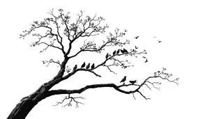Black Oak Tree Branch Silhouette in Winter Season