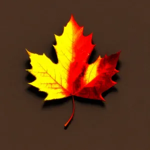 Vibrant Autumn Maple Leaf with Golden Hues