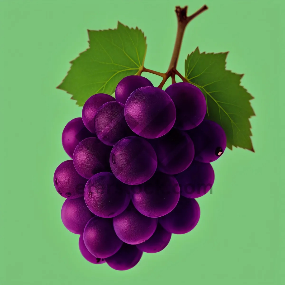 Picture of Ripe Juicy Grape Bunch on Vine