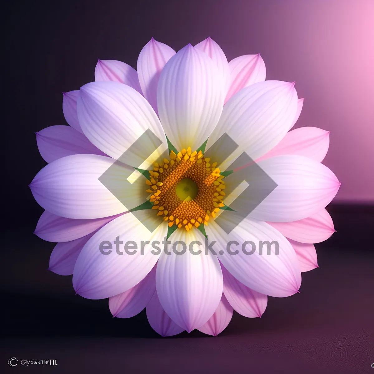 Picture of Vibrant Daisy Blossom in Full Bloom