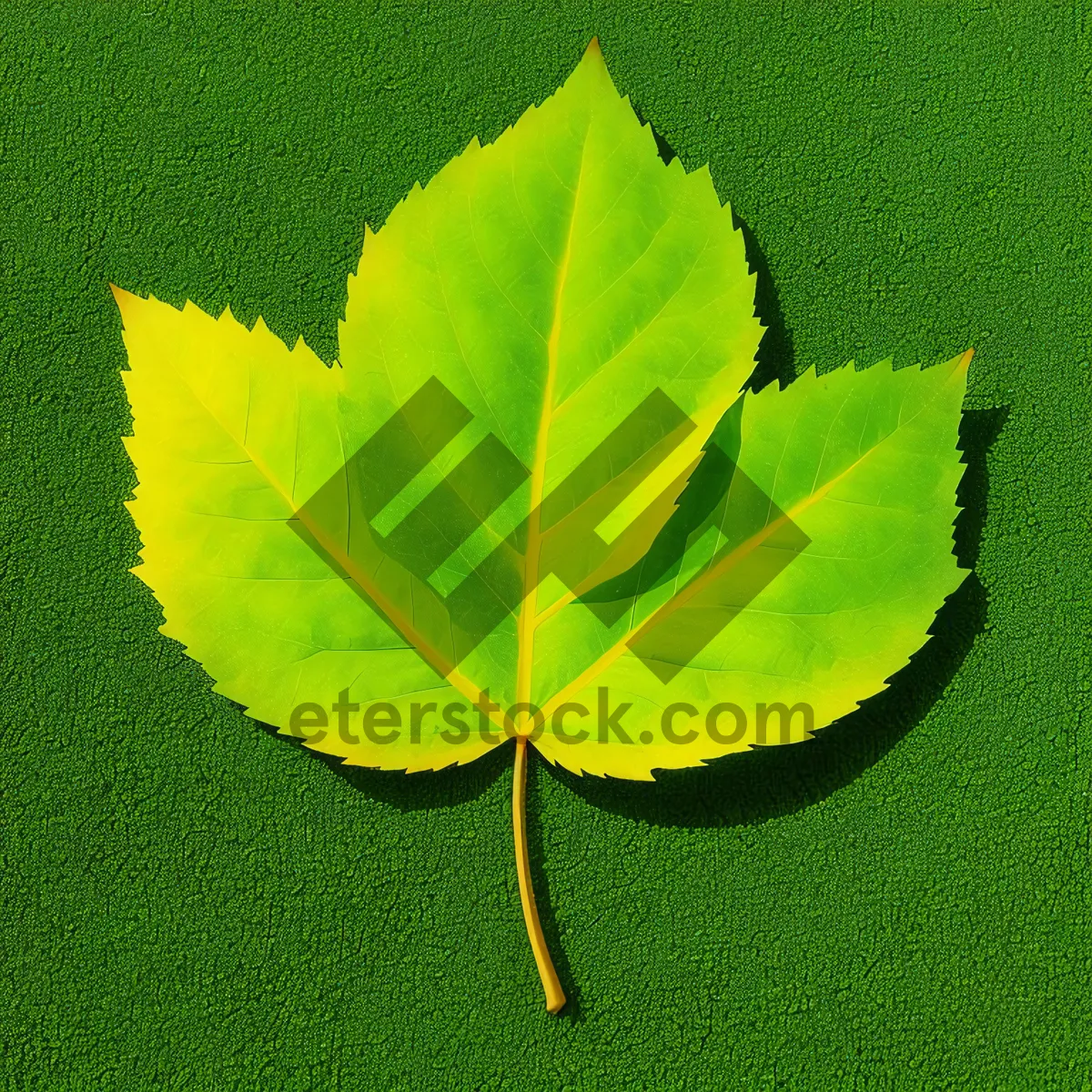 Picture of Vibrant Green Leaf with Veins: Nature's Growth and Beauty