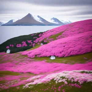 Majestic Mountain Landscape with Vibrant Moss Pink Phlox