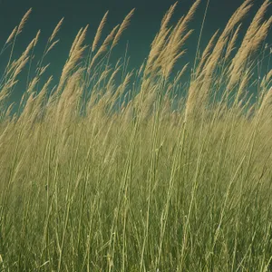 Golden Wheat Field Under Summer Sky
