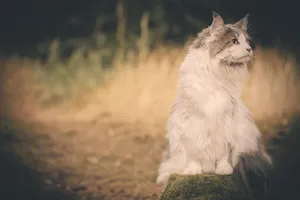 Adorable furry pets with captivating eyes