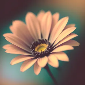Yellow Daisy Blossom in Blooming Meadow
