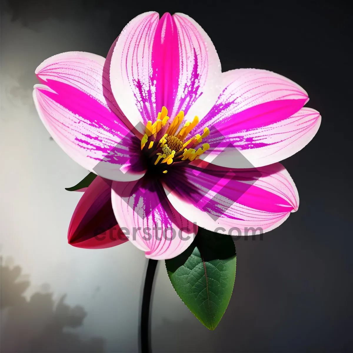 Picture of Pink Crocus Petal in Bloom