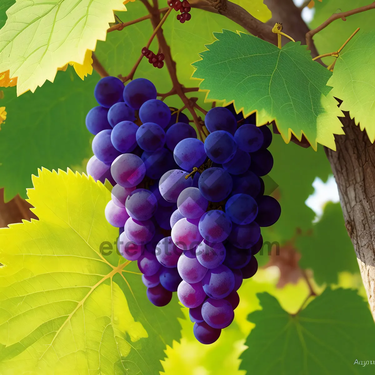 Picture of Vibrant autumn grape harvest at vineyard.