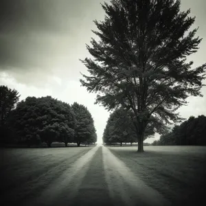 Sun-kissed countryside road engulfed in scenic greenery and towering trees.