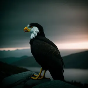 Bald eagle, majestic predator soaring through the sky