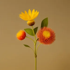 Vibrant Sunflower Bloom in Summer Garden