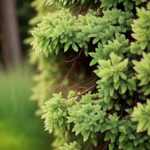 Fresh Parsley Leaf - Spring Garden Herb Growth