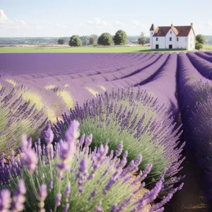 Colorful Flora in Lavender Field - Summer Countryside Beauty