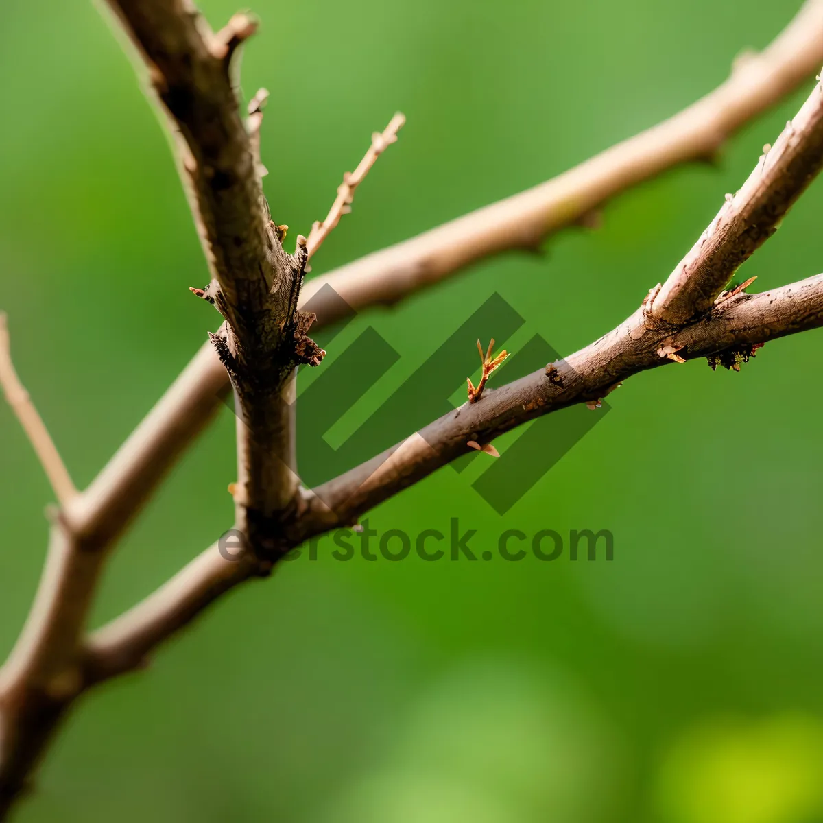 Picture of Serenity in Spring: Wildlife Amongst Leafy Branches