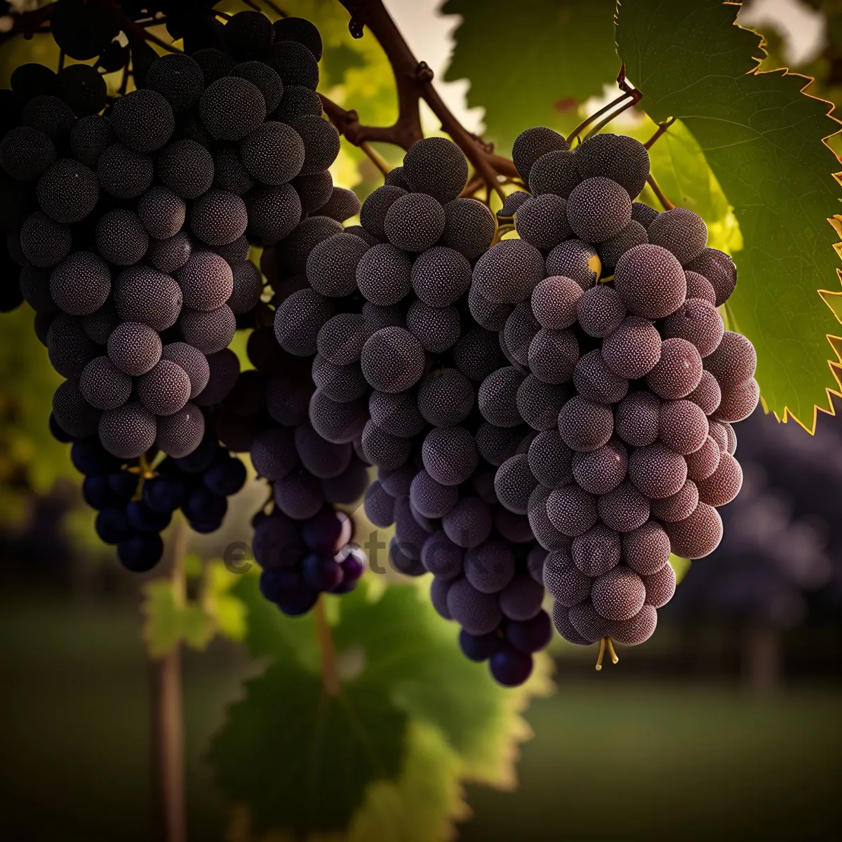 Picture of Harvested Vineyard Grapes for Winemaking