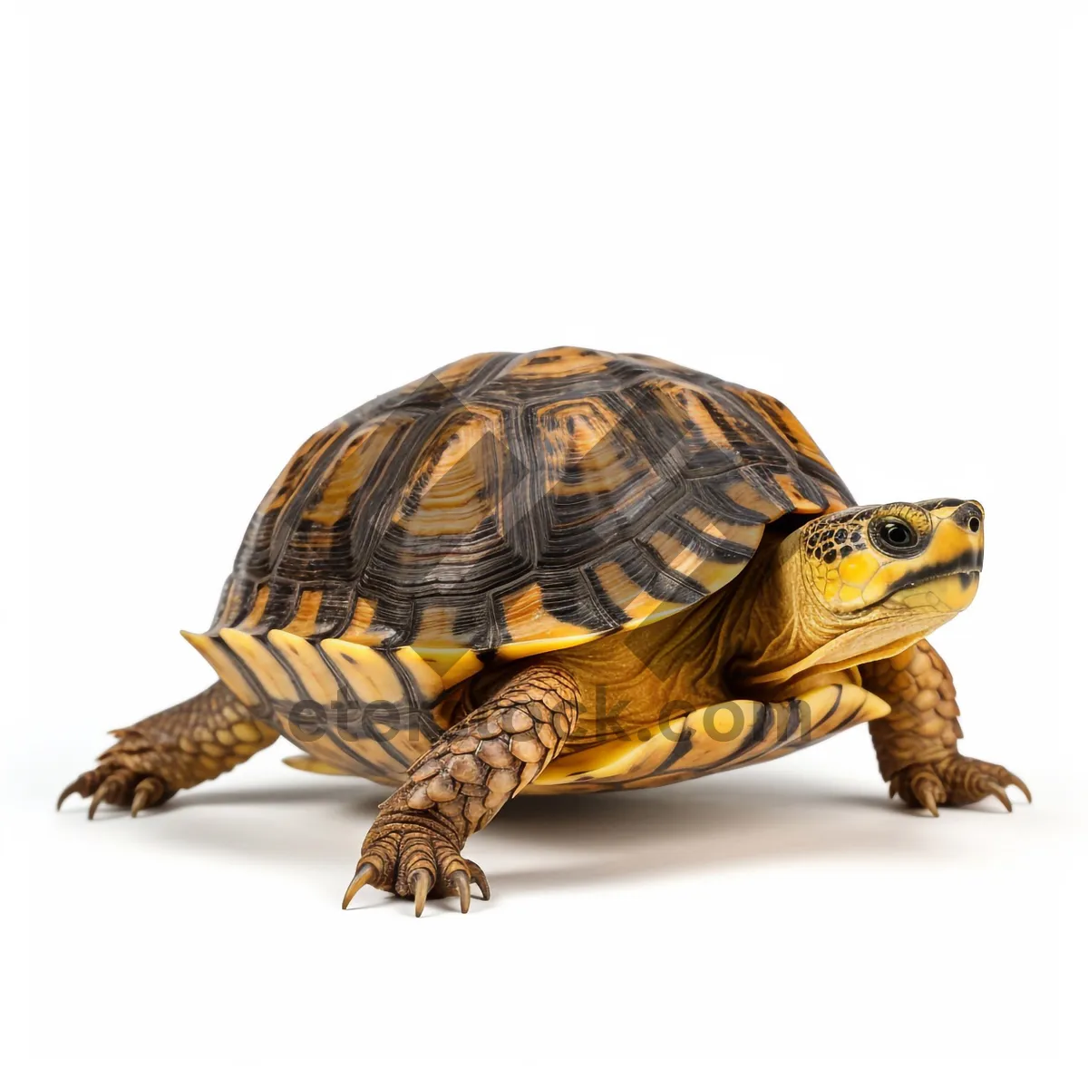 Picture of Protected Box Turtle with Scales in Wildlife Habitat