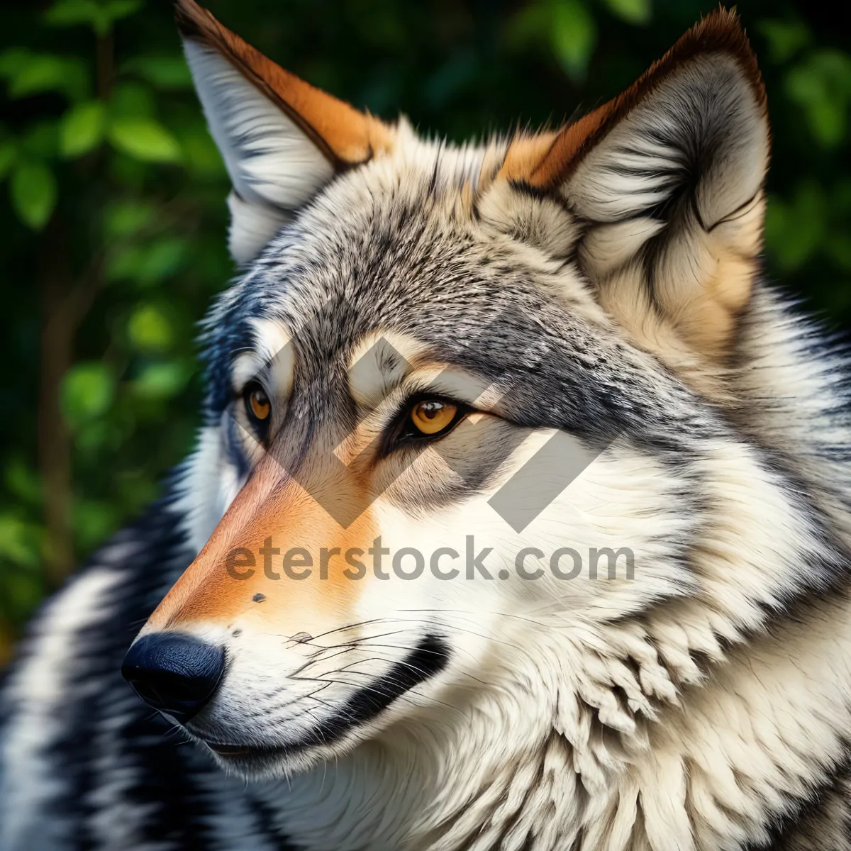 Picture of Fierce and Furry: Majestic Timber Wolf Stares