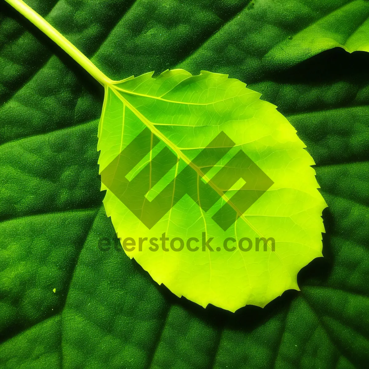 Picture of Vibrant Leafy Growth in Summer Garden