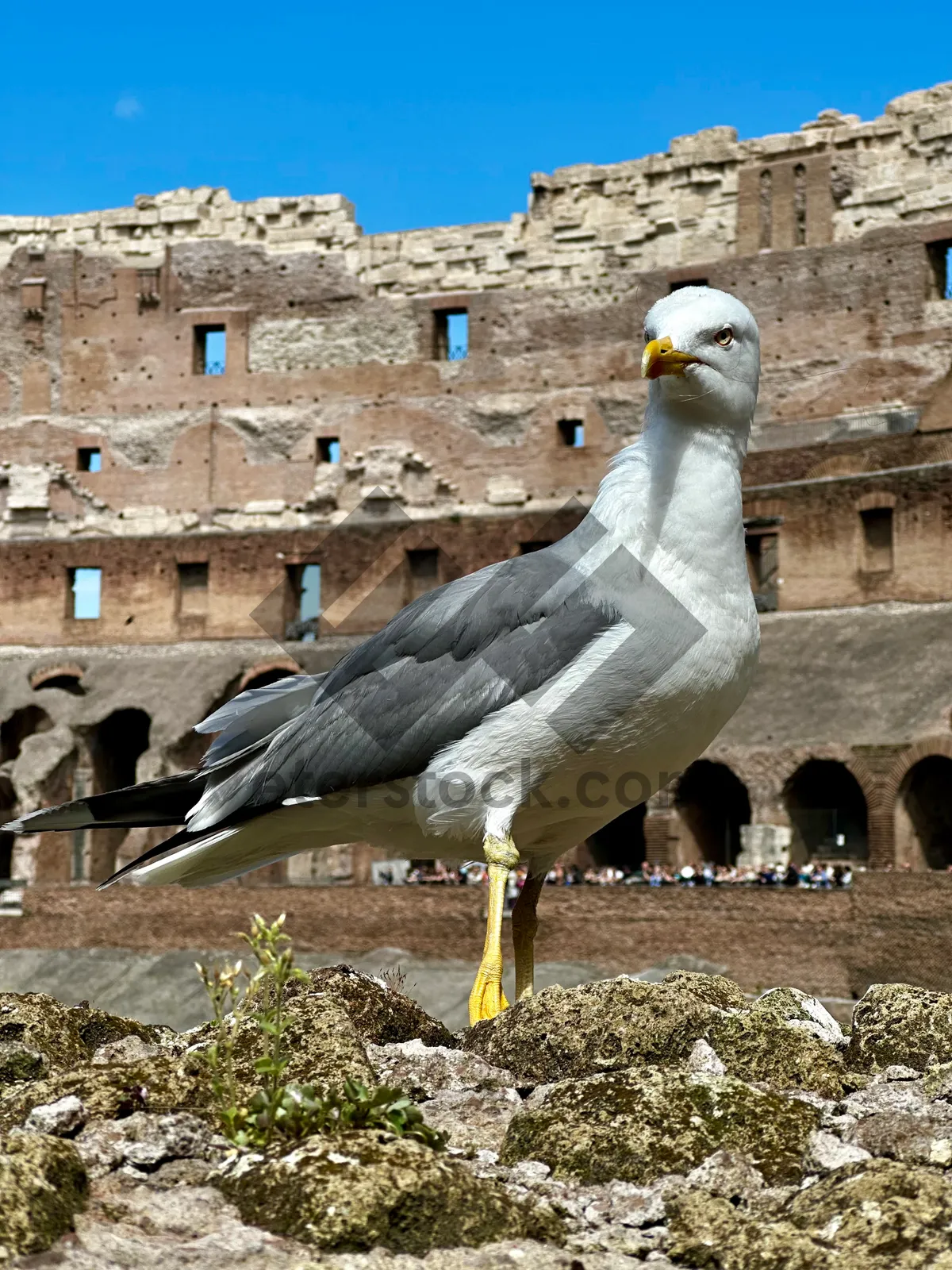 Picture of Statue of temple gull overlooking coastal architecture