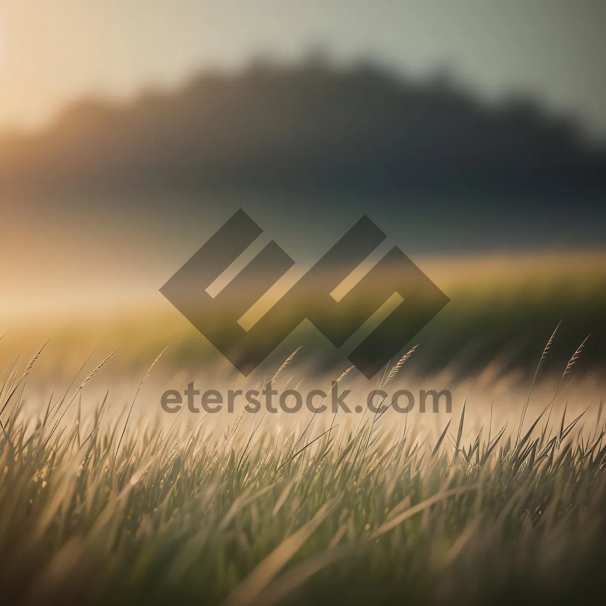 Picture of Golden Harvest: Bountiful Summer Wheat Field