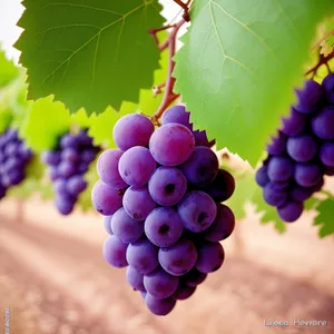 Fresh and Juicy Harvest of Organic Grapes