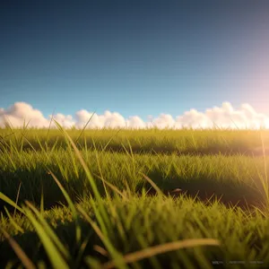 Golden Wheat Field Under Clear Blue Sky