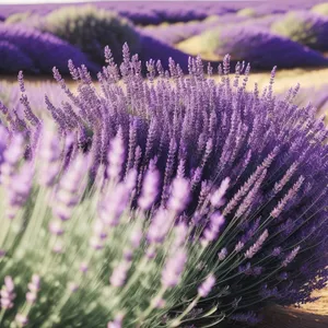 Lavender Teasel - Vibrant Wild Plant Infused with Light