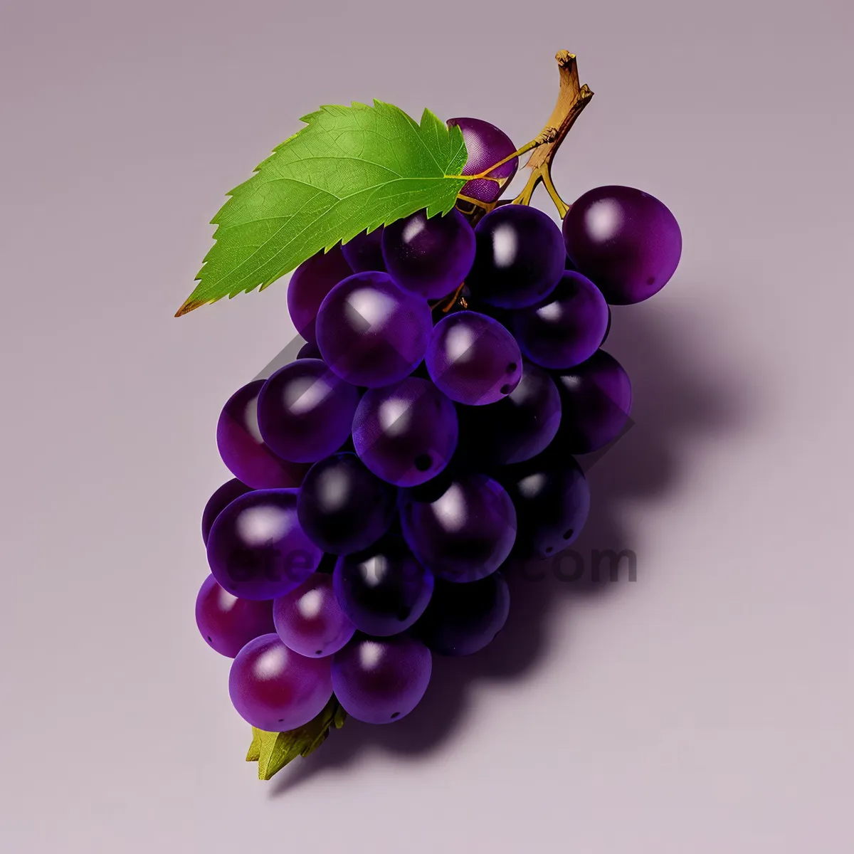 Picture of Fresh and Sweet Purple Grape Cluster in Vineyard